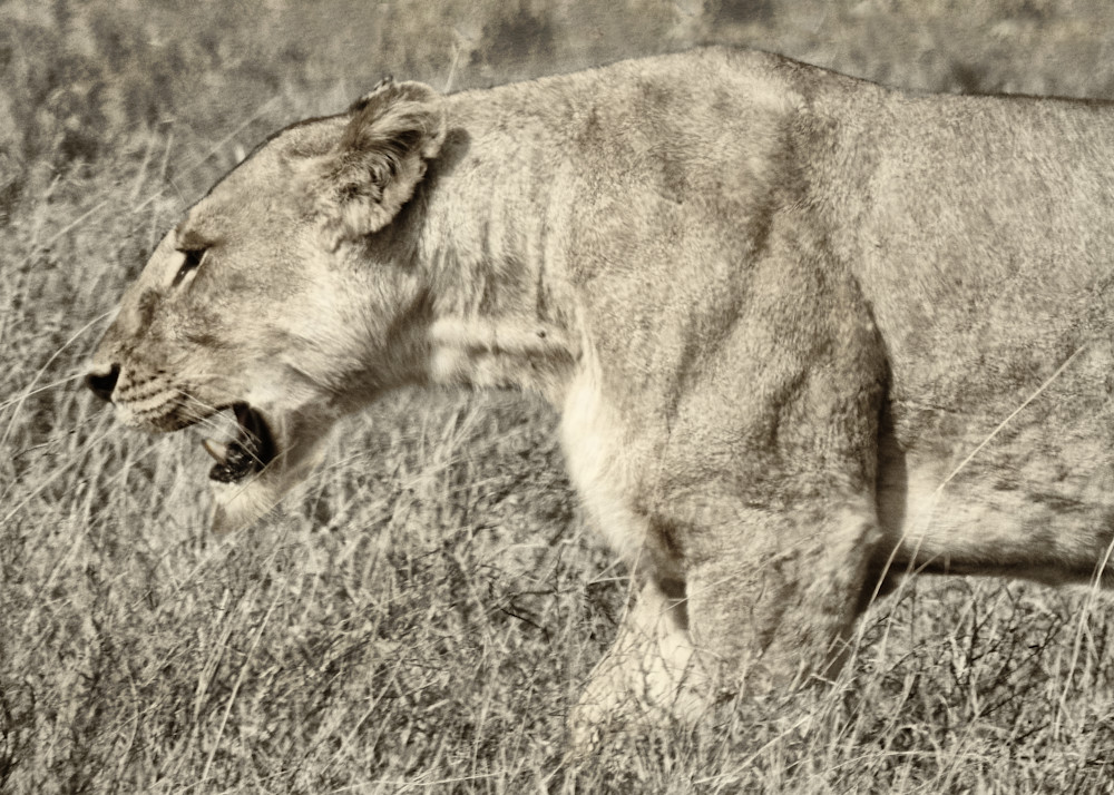 Lioness on the Hunt