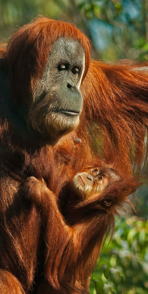 Orang With Baby Photography Art | Charles Clark Photography