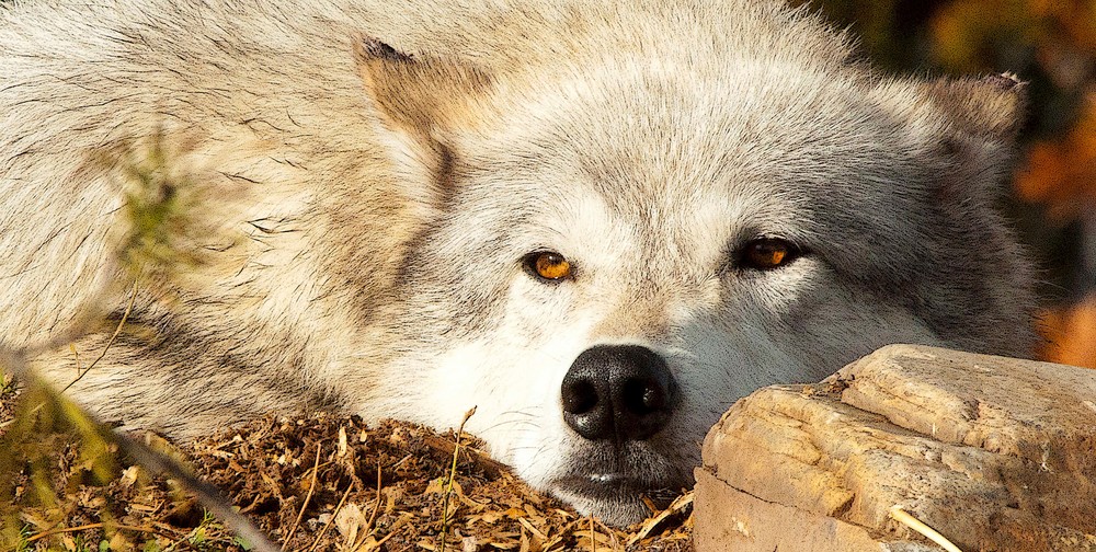 Resting Wolf Photography Art | Charles Clark Photography