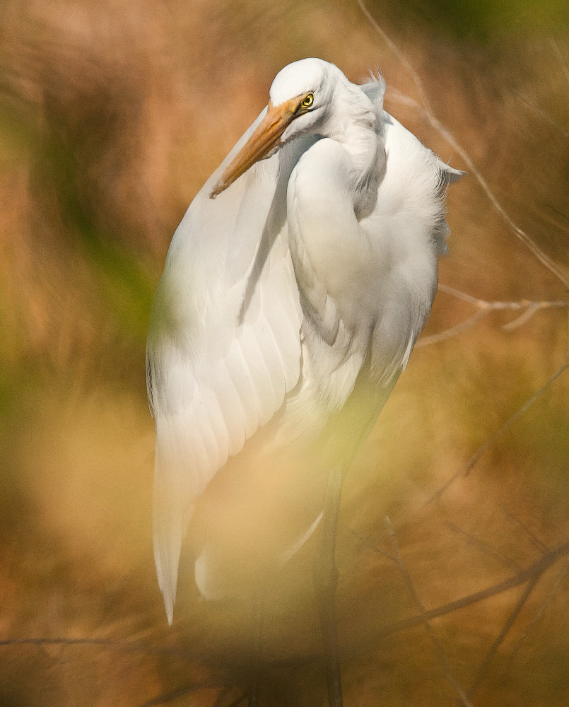 Egret In Leaves  Photography Art | Charles Clark Photography