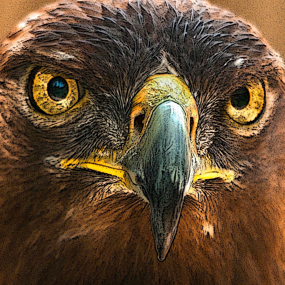 Golden Eagle Photography Art | Charles Clark Photography