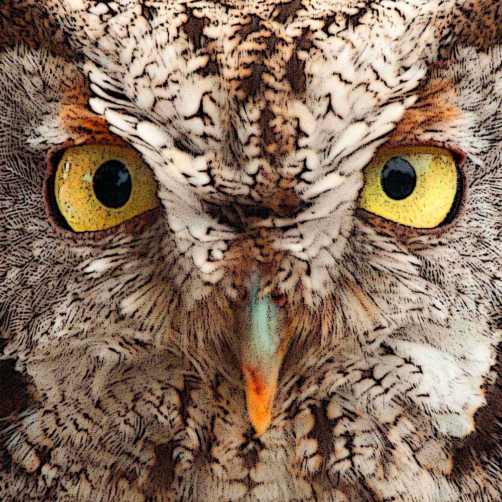 Screech Owl Photography Art | Charles Clark Photography