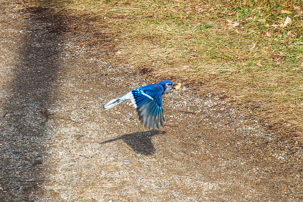 Bluejay Flying 2 Photography Art | Ray Marie Photography 