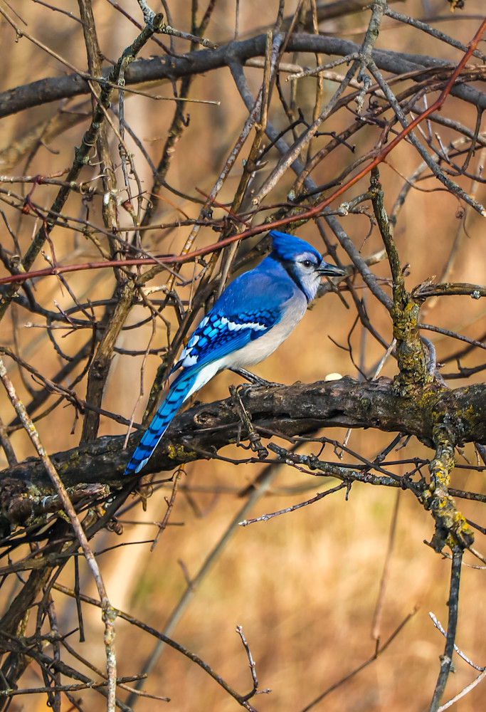 Bluejay In Tree Photography Art | Ray Marie Photography 