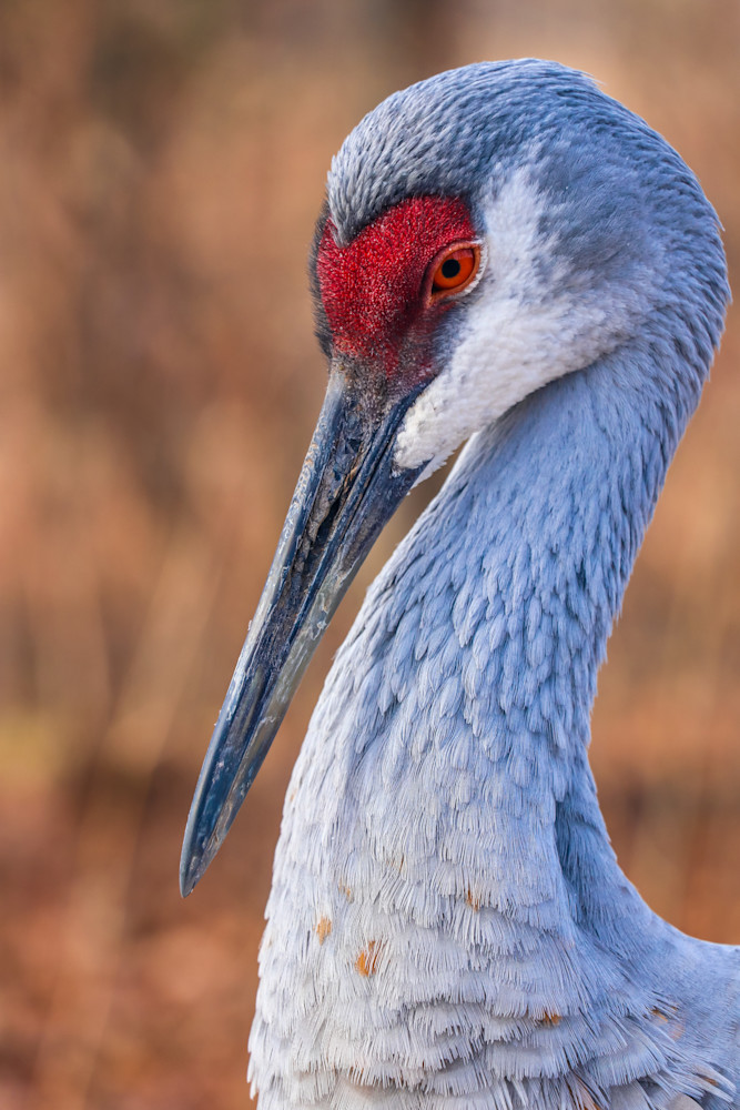 Crane Up Close 2 Photography Art | Ray Marie Photography 