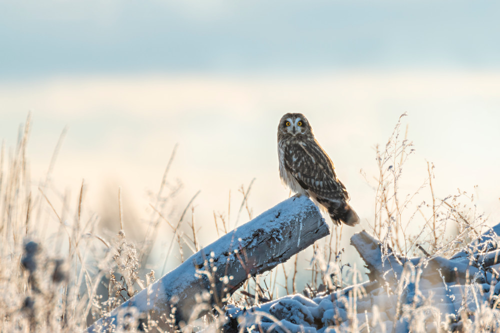 Short-earred Owl | Terrill Bodner Photographic Art