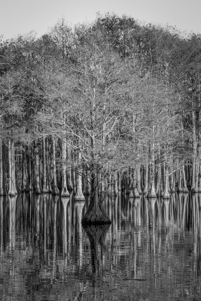 The Cypress Pond B&W