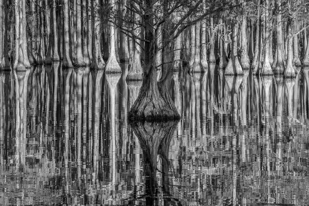 Cypress Tree Reflections B&W