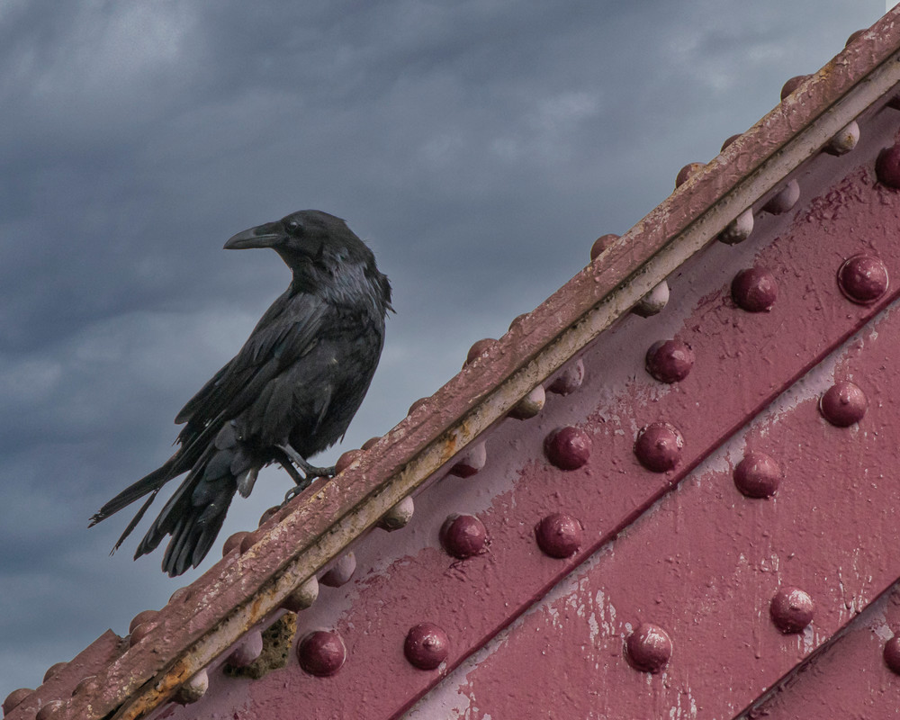 Raven On Hell Gate Bridge Photography Art | Marc Sherman Photography