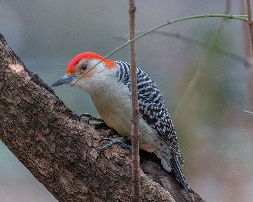 Red Bellied Woodpecker Pecking Photography Art | Marc Sherman Photography