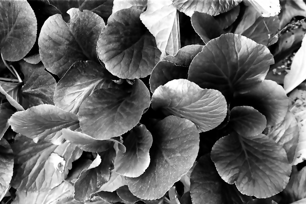 Plant Leaves Photography Art | David Louis Klein