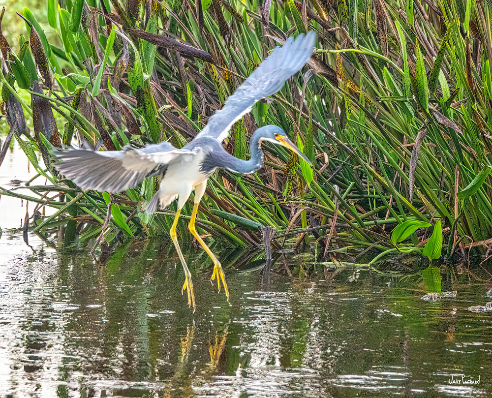 With elegance and grace the blue heron . . . 