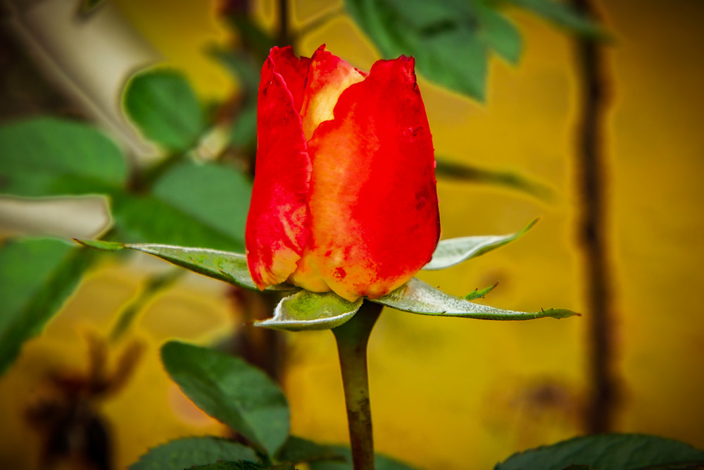 Pretty Red Rose Photography Art | John's Photos