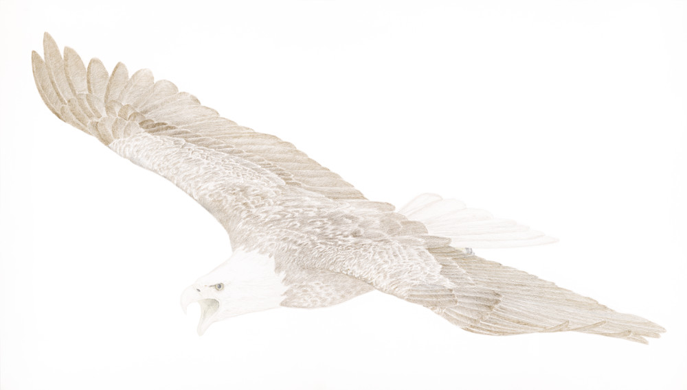Bald Eagle metal-point drawing - shop fine art prints | Closer Views