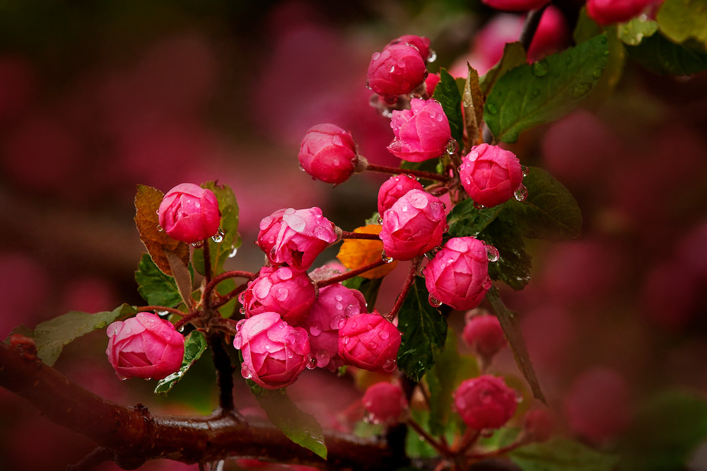 Fruit Blossoms Photography Art | Troy Rowe Photography