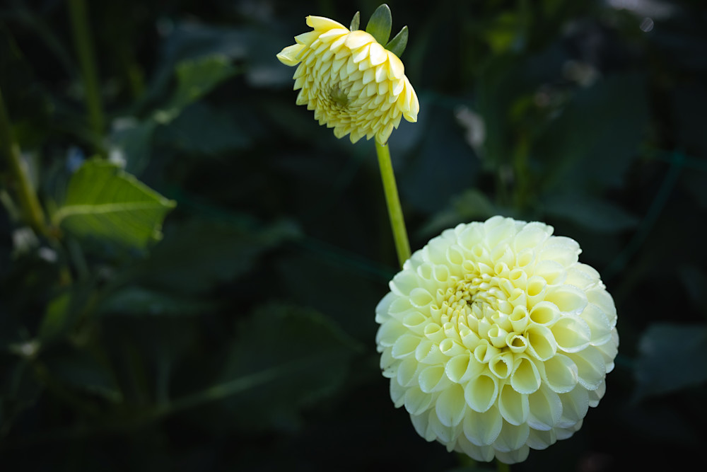 Wannabe Naturalist White Pom-pom Dahlia Flowers | Eugene L Brill