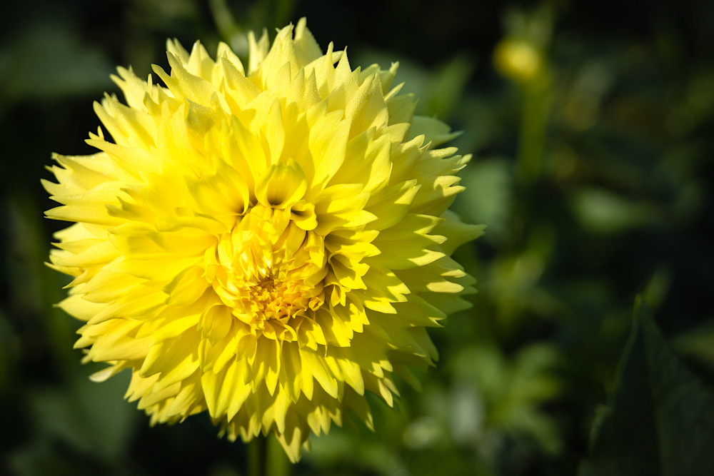 Wannabe Naturalist Yellow Dahlia Flower | Eugene L Brill