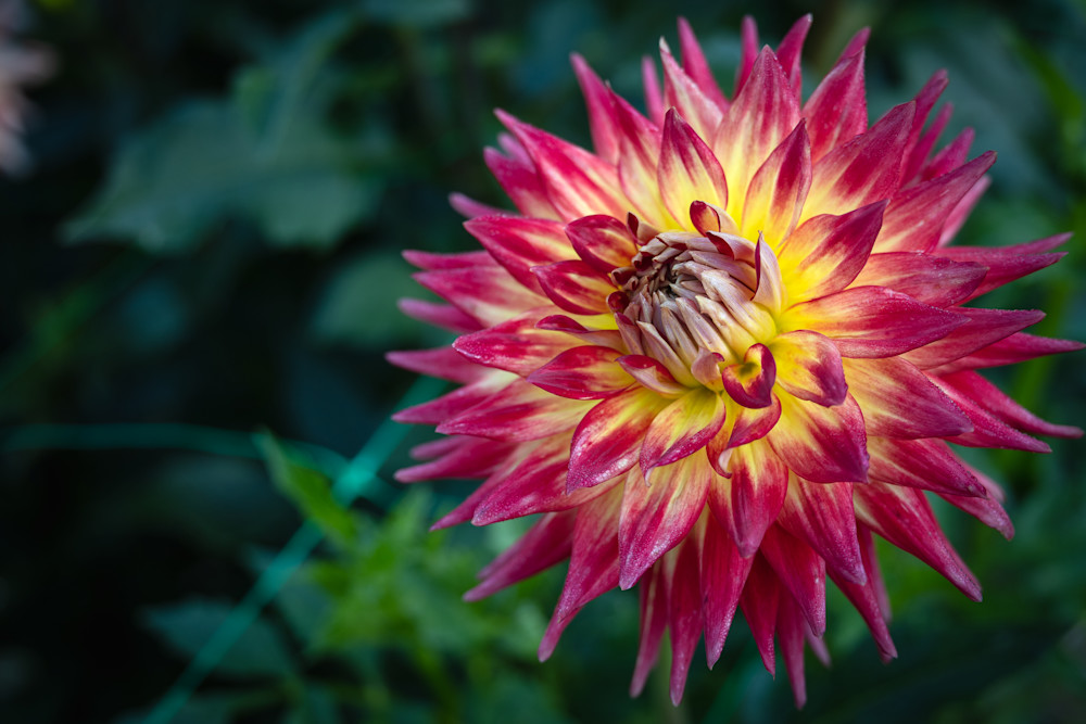 Wannabe Naturalist Yellow and Maroon Dahlia Flower | Eugene L Brill