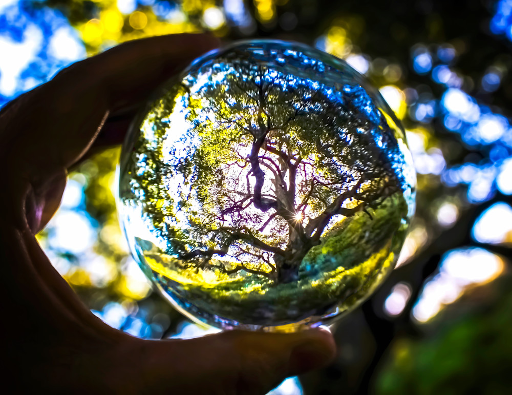 California Oak Tree captured in Glass Globe