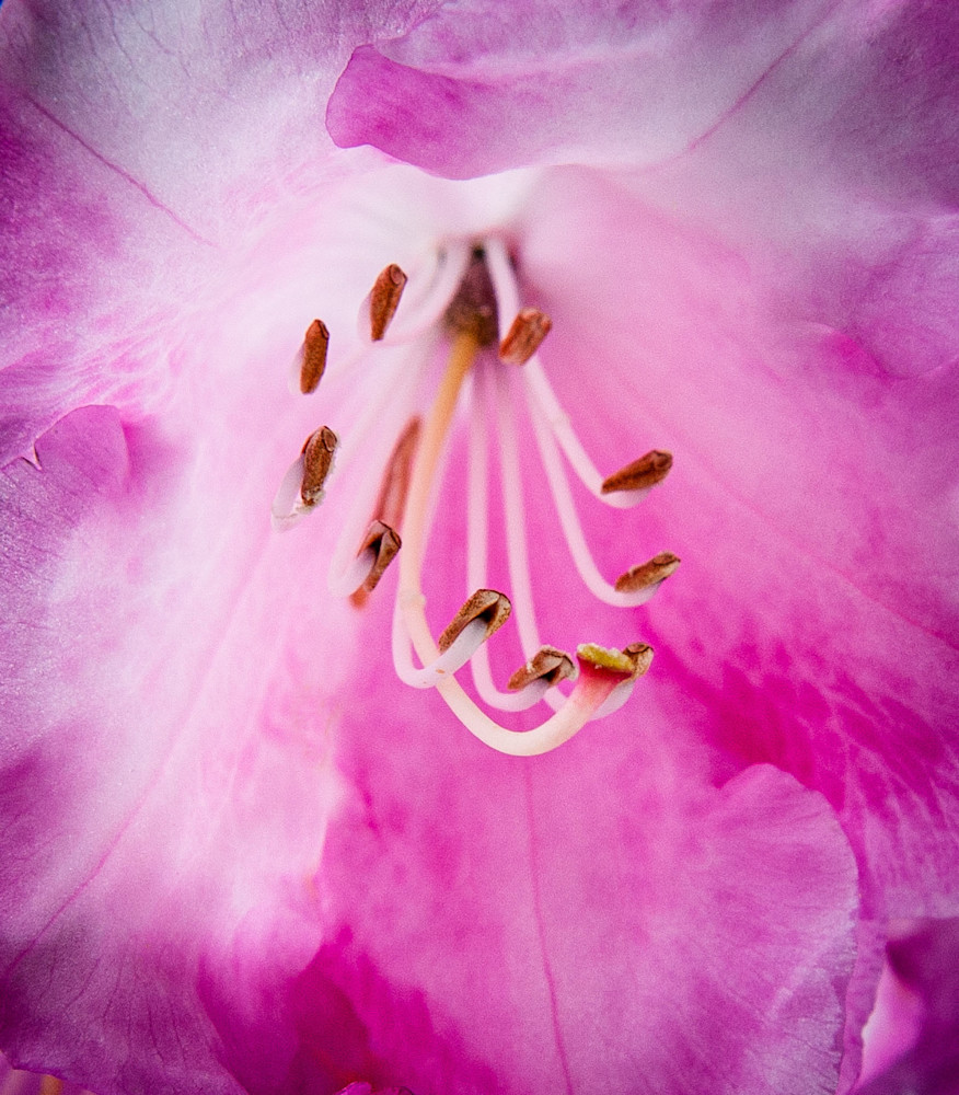 Rhododendron Photography Art | Troy Rowe Photography