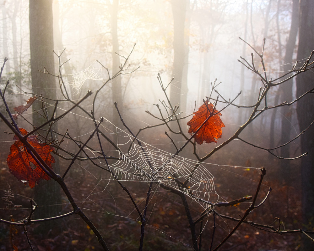 October Web Weaver Photography Art | Fractured Light Photography