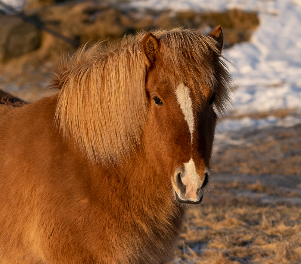 Islandic Horse Photography Art | Mark Nissenbaum Photography