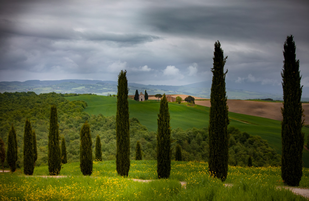 Fields Of Tuscany  Photography Art | Mark Nissenbaum Photography