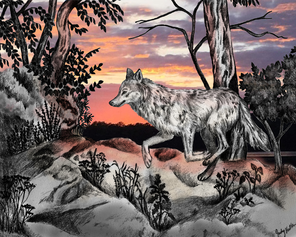 A wolf running along the top of  a high bluff as the sun sets.