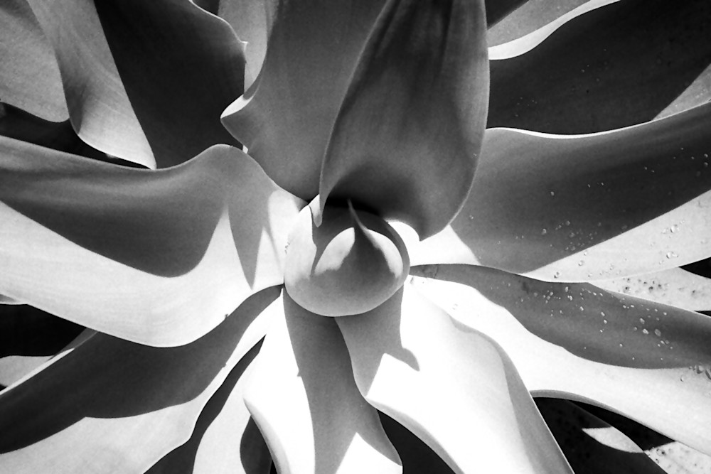 Plant Leaves In Black And White Art | David Louis Klein