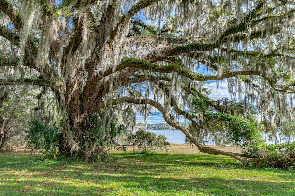 Maclay Majesty Photography Art | kramkranphoto