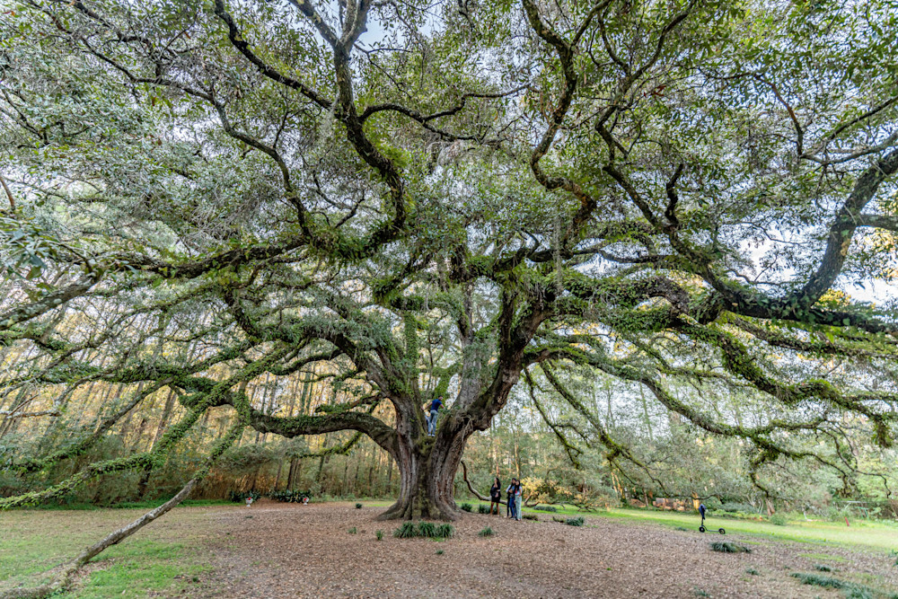 The Lichgate Oak, Photography Art | kramkranphoto