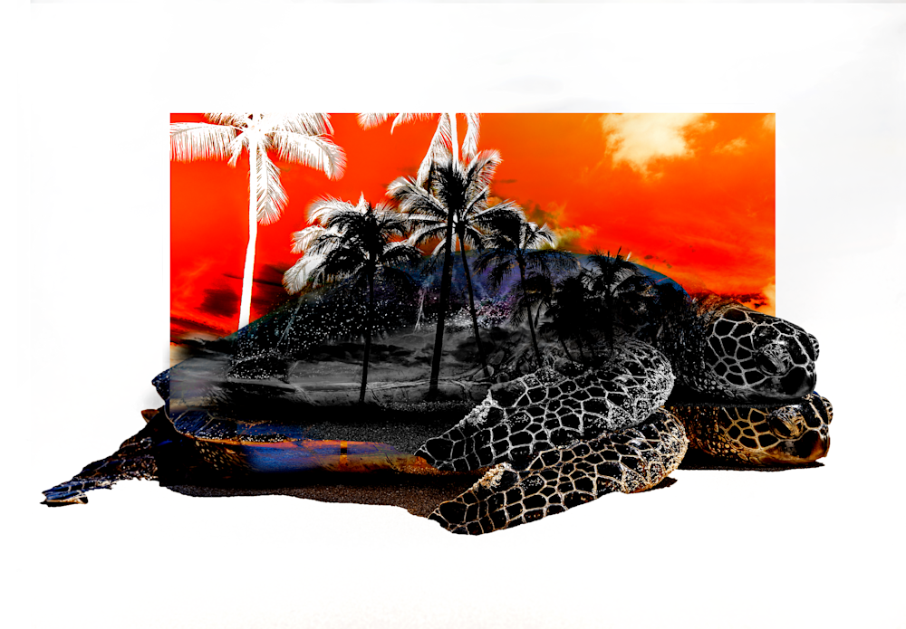 Orange Turtle Hawaii Sunset Photography Art | Brian Johnson Photo