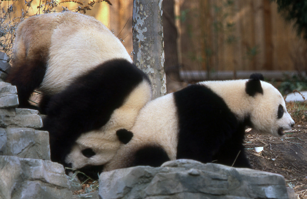 Playful Pandas .