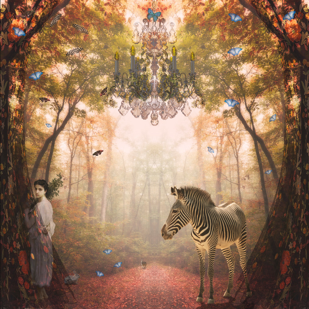 Hidden Forest Art | Sondra Wampler | fine art