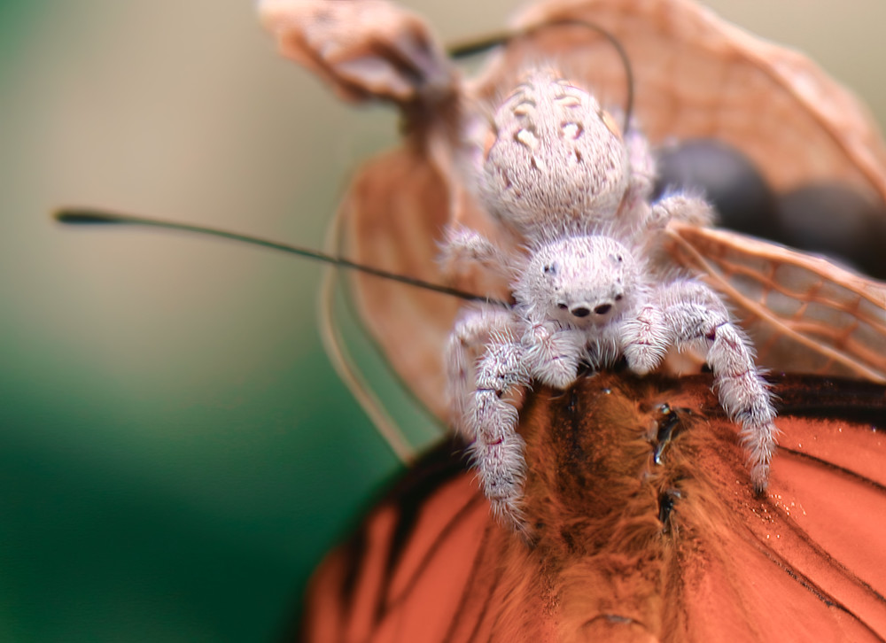 Scott Markowitz photography - best sellers - Orb Weaver Catch