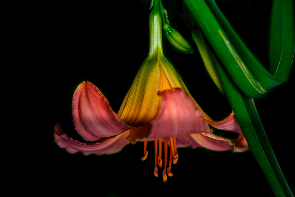 Lily upside down photograph