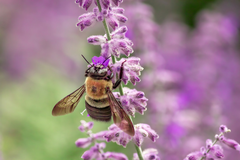 Scott Markowitz photography - best sellers - Bee Wings Amid Purple