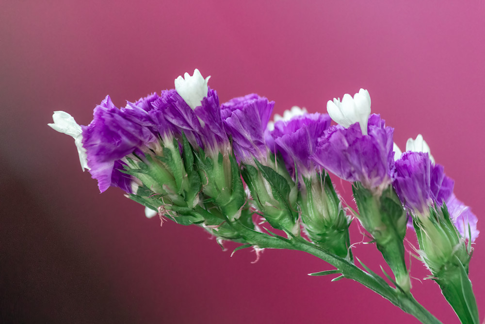 Green And Purple Blossoms Photography Art | Scott Markowitz Photography