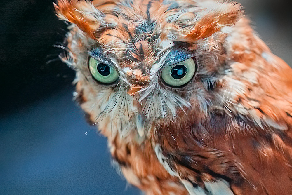 Scott Markowitz photography - best sellers - Ruffled Owl