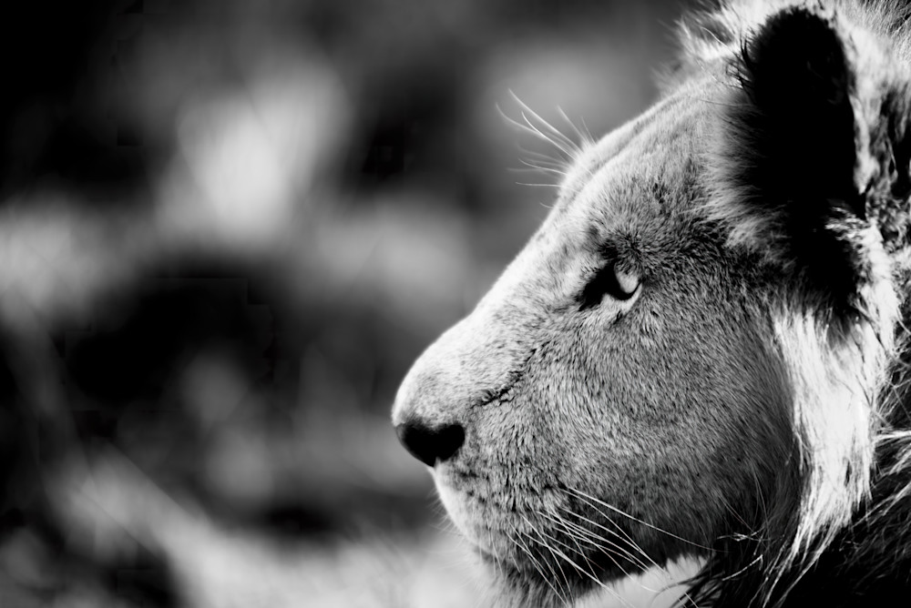 Lion in profile