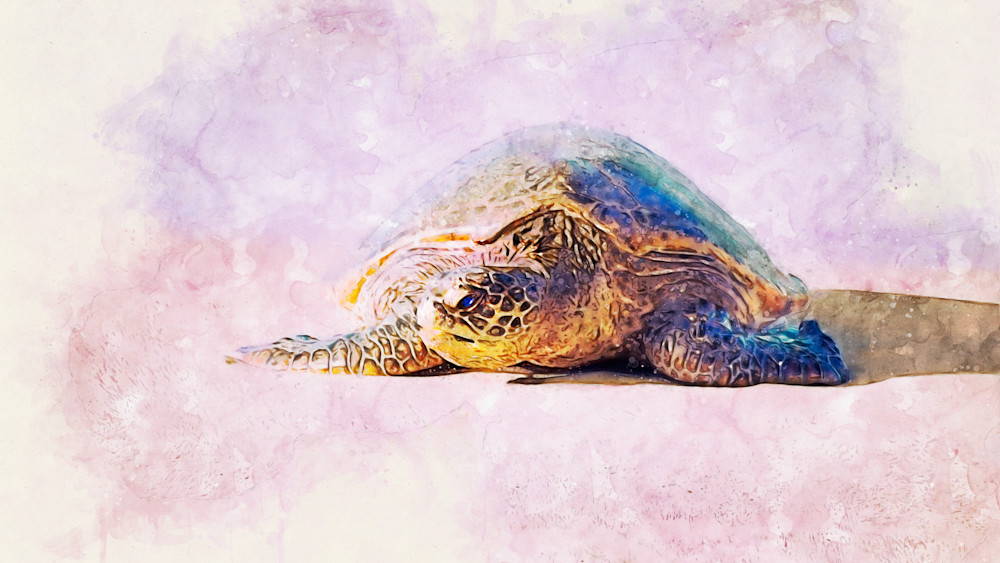 Maui Sea Turtle Photography Art | 2430Studio