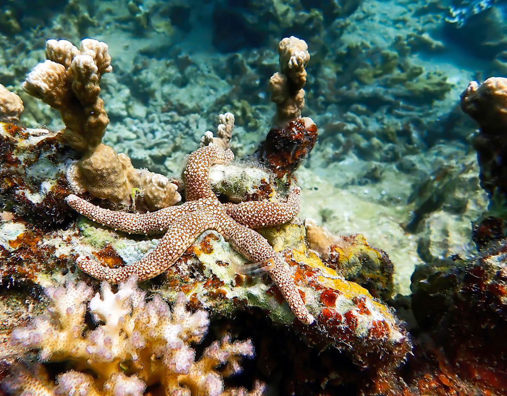 Textured starfish or sea star on varied coral reef underwater