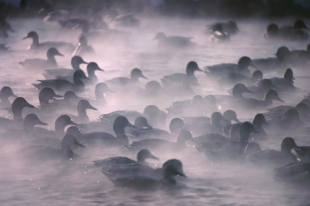 Foggy Ducks