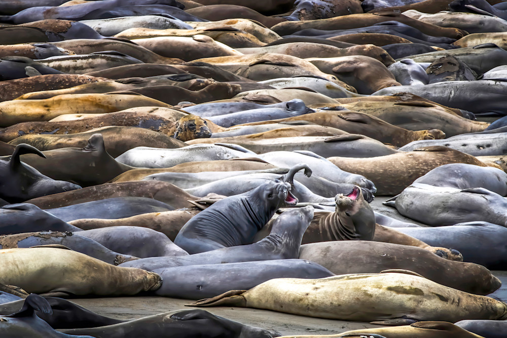 Northern Elephant Seals Cover Beach in California