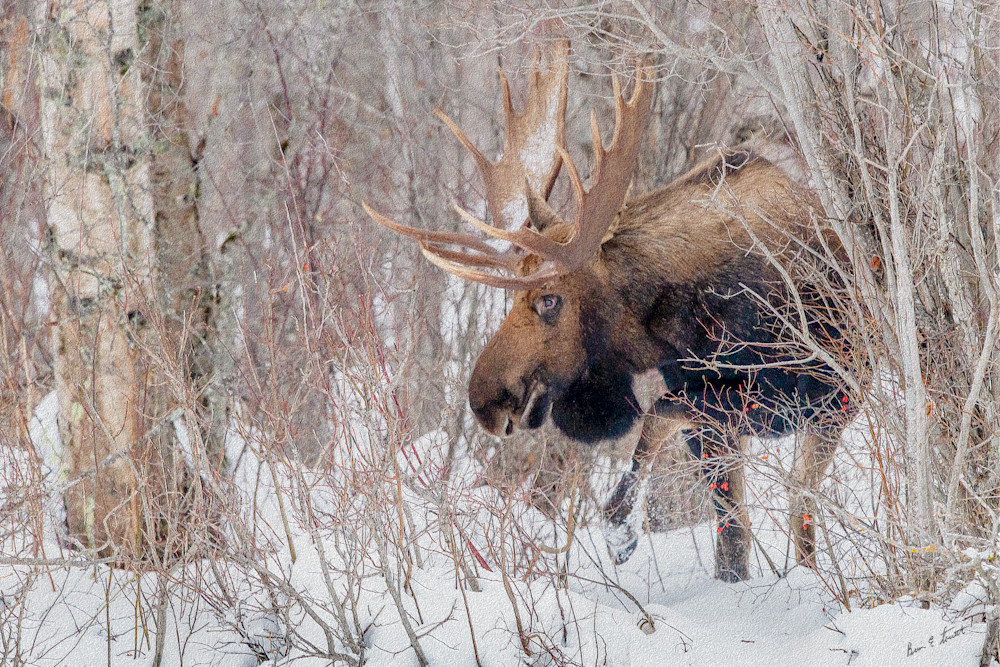 Bull Moose In The Woods   Art Print Art | Alaska Wild Bear Photography
