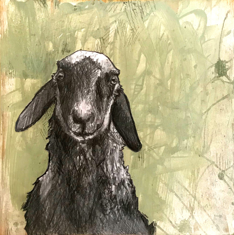 Art Prints of Sheep and Rams