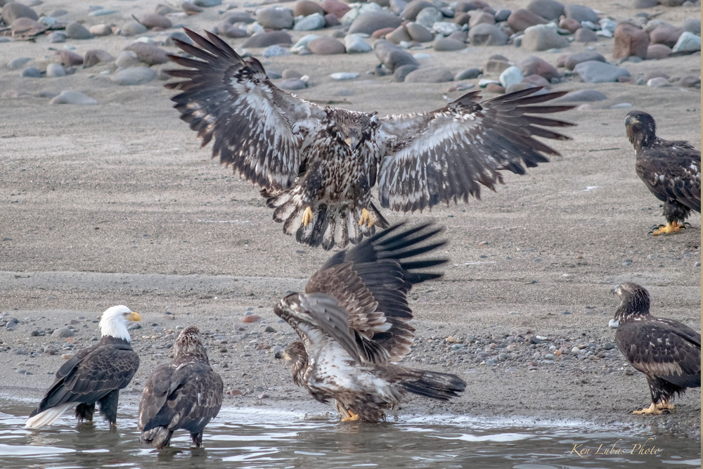 Juvenile Bald Eagle Landing Photography Art | Art Beyond Control