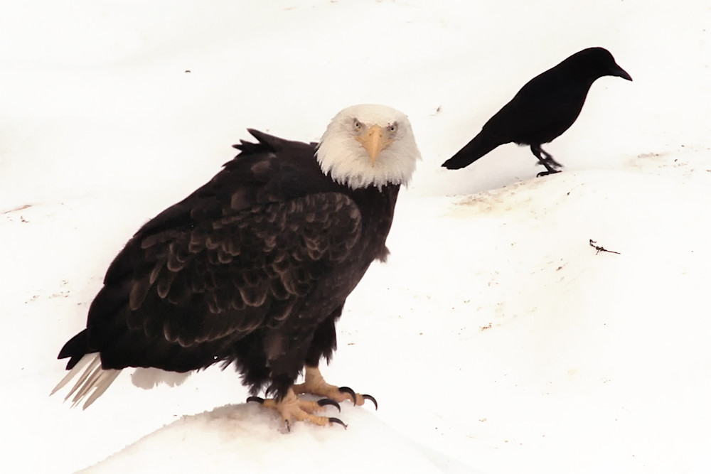 Keeping An Eye Out Photography Art | Art Beyond Control