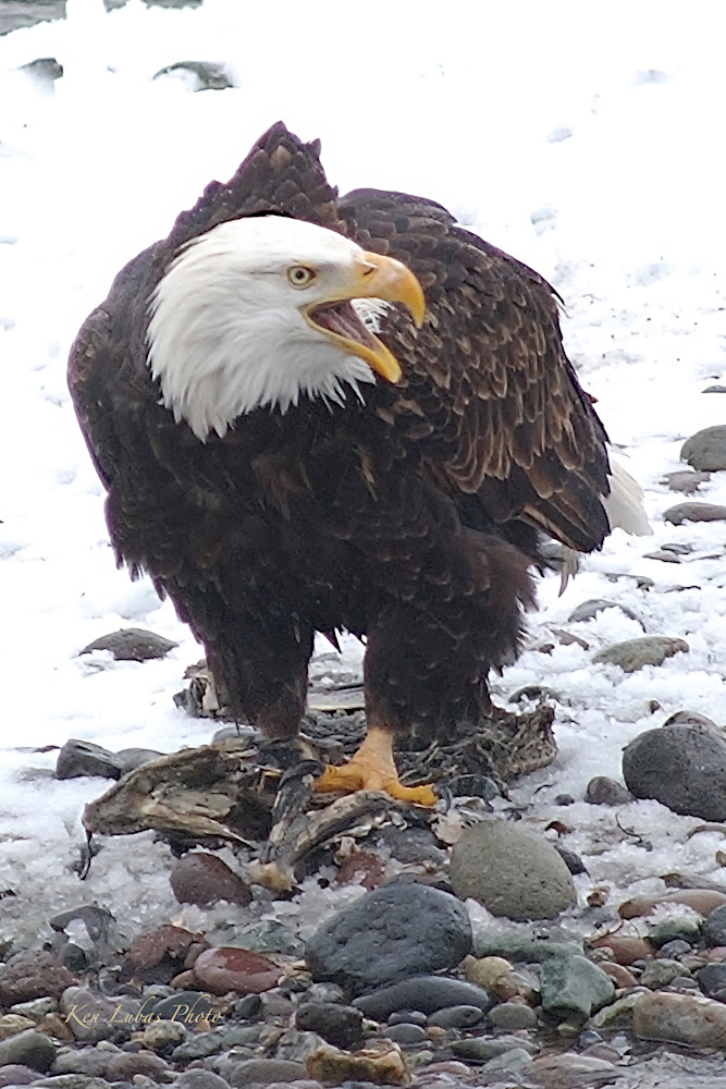 Salmon Snack Photography Art | Art Beyond Control