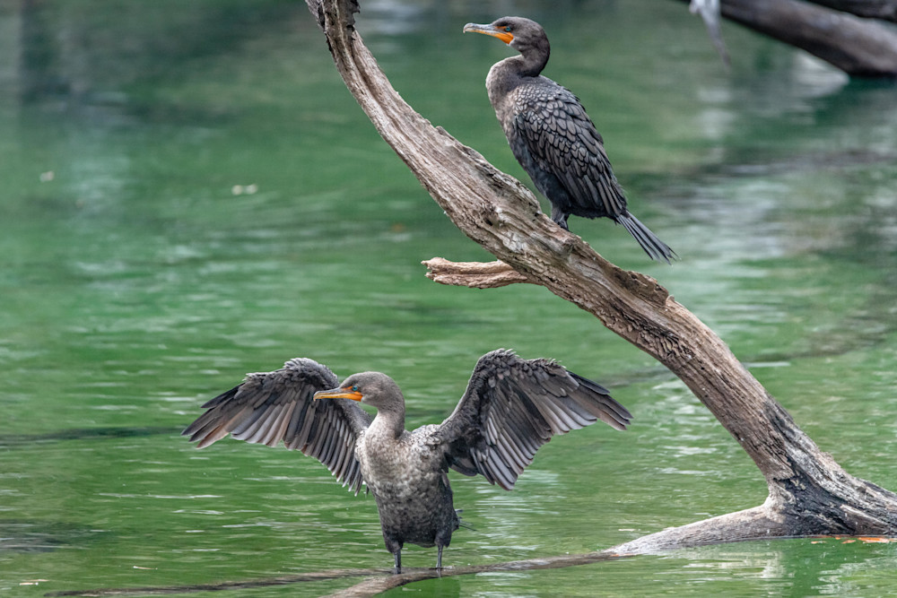 Cormorants In The Springs Photography Art | kramkranphoto